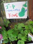 子どもにもわかりやすい値段ＰＯＰ|「本牧ガーデン細野植産」　（神奈川県横浜市中区の花屋）のブログ